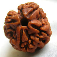 4 foure face rudraksha hyderabad